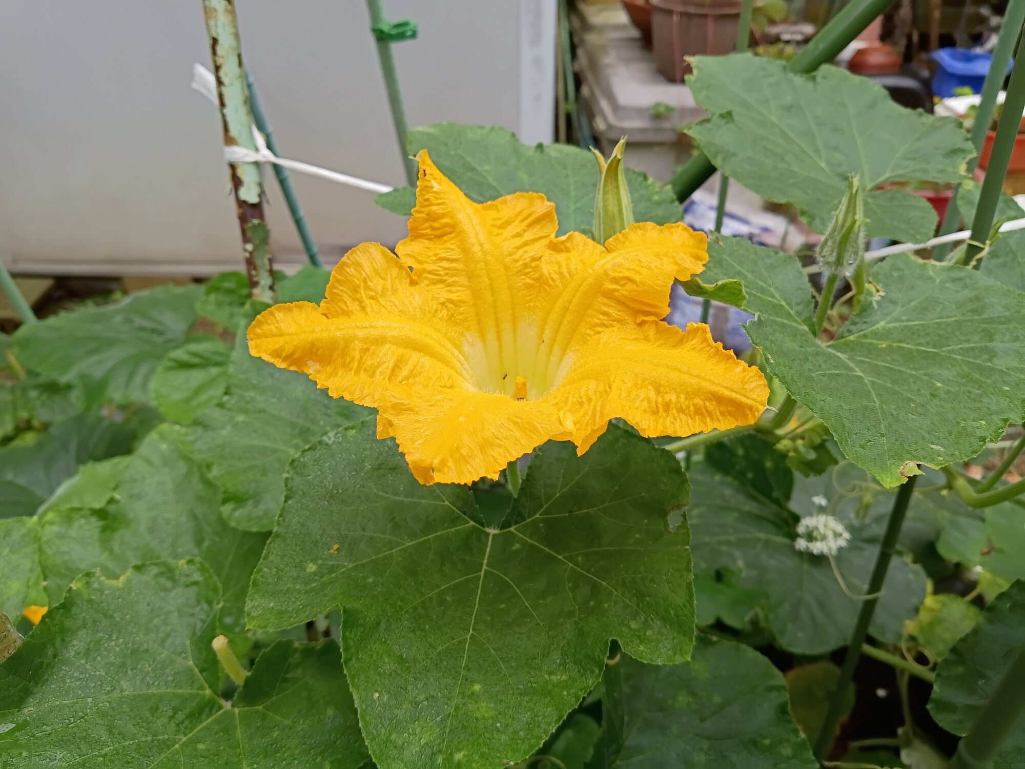 雑司ヶ谷かぼちゃの花です