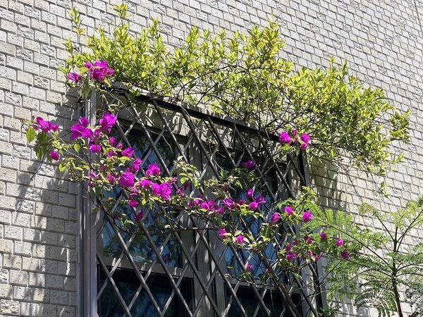 夏のブーゲンビリア🌺
