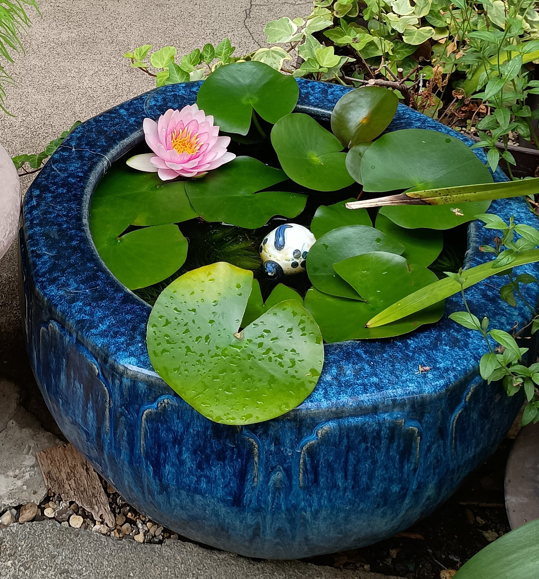 睡蓮の花