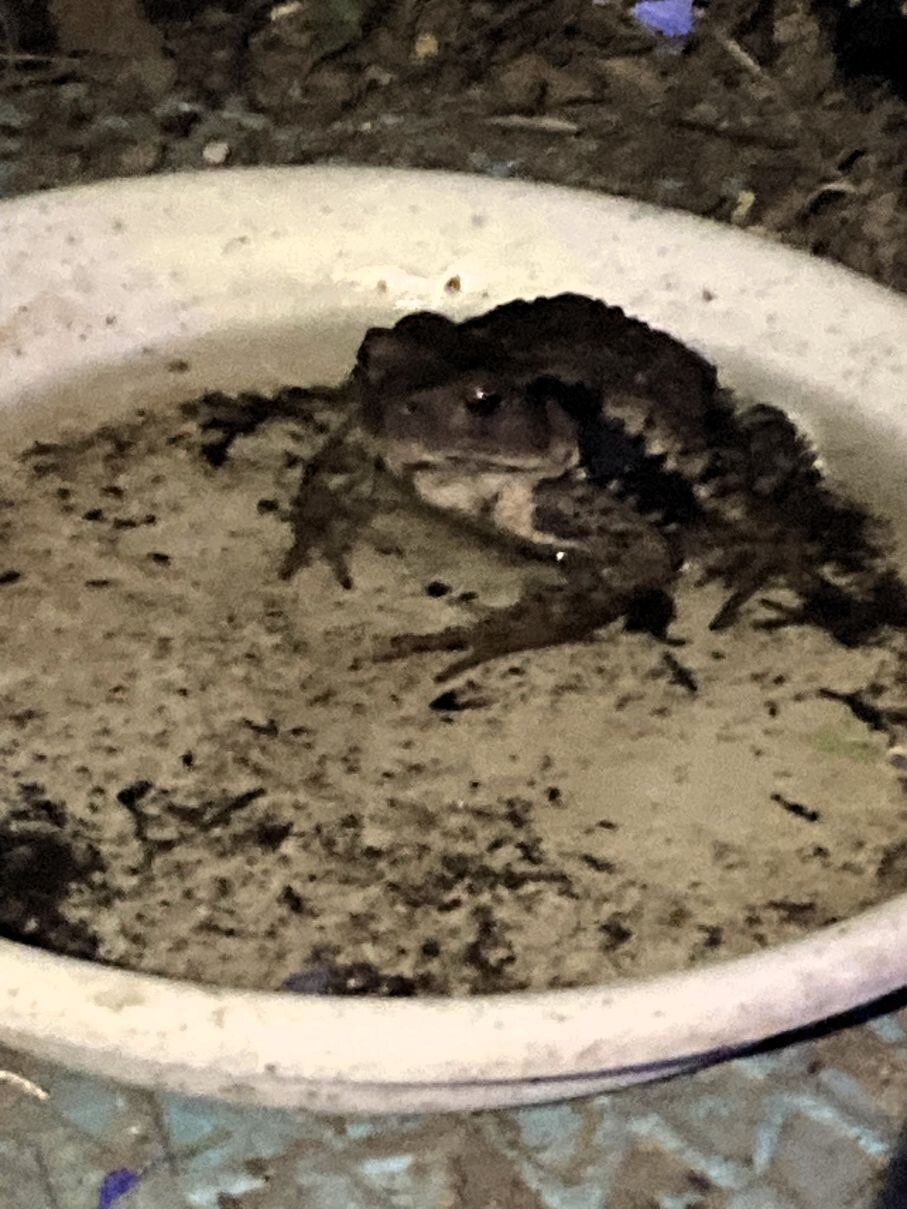 カエルのプール🐸