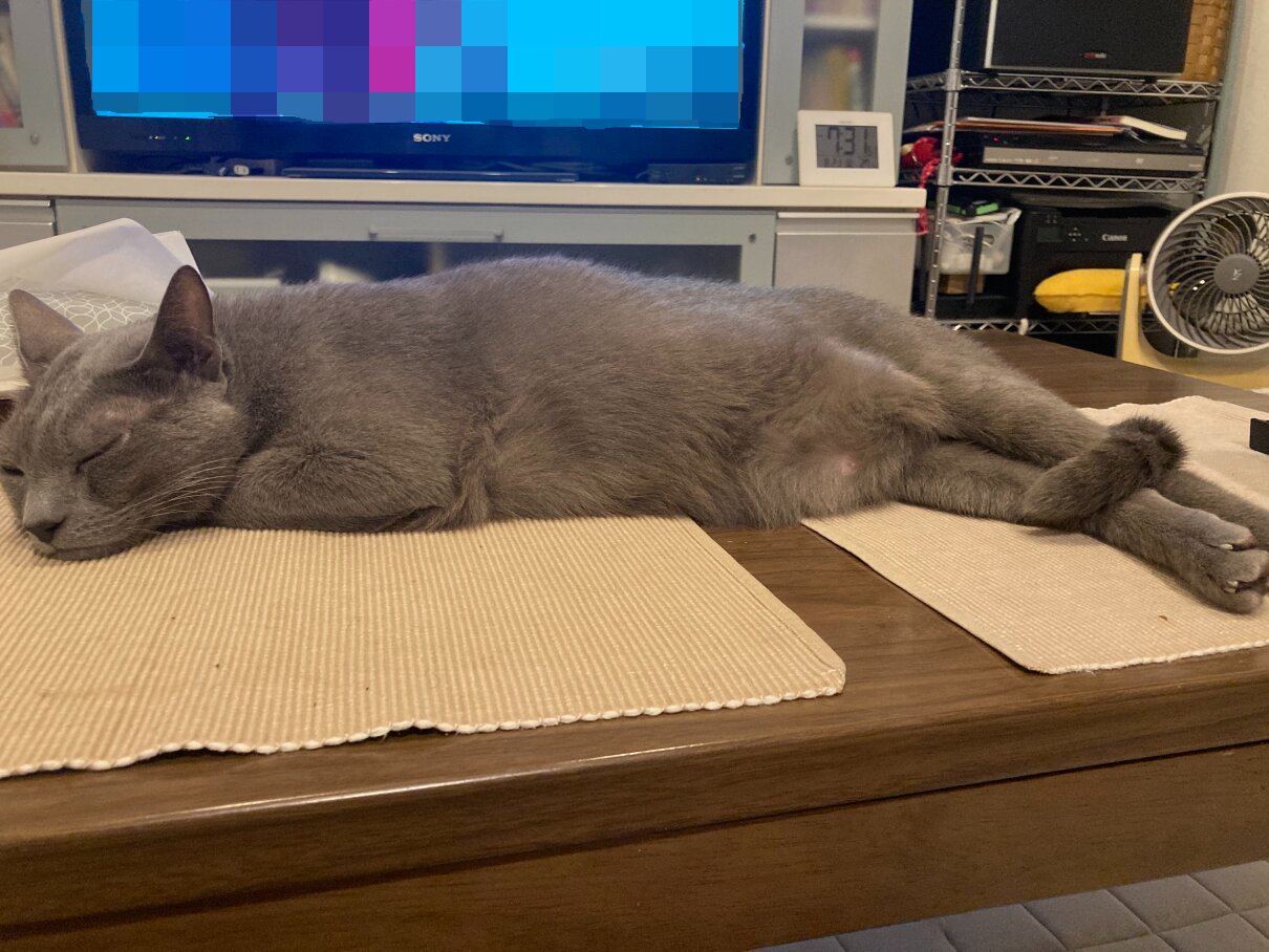 毎日暑いニャー🐈‍⬛